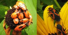 Milkweedbugs.nymphadult9.0 by Beatriz Moisset. Used under a CC BY-SA 3.0 license.