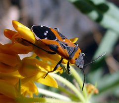 Small Milkweed Bug - Lygaeus reclivatus - Flickr - gailhampshire by gailhampshire from Cradley, Malvern, U.K. Used under a CC BY 2.0 license.