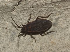 Melacoryphus facetus by Juan Cruzado Cortés. Used under a CC BY-SA 4.0 license.