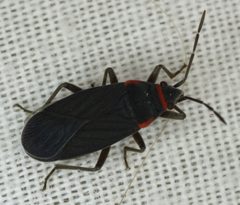 Melacoryphus rubicollis - inat 53214867 by {{{name}}}. Used under a CC BY 4.0 license.