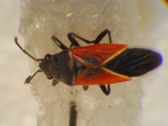 Melanopleurus pyrrhopterus by Eddie Dunbar. Used under a CC BY-SA 4.0 license.