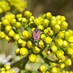 Neacoryphus bicrucis by Juan Carlos Fonseca Mata. Used under a CC BY-SA 4.0 license.