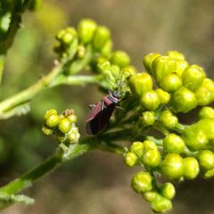 Neacoryphus bicrucis - Whitecrossed seed bug by Juan Carlos Fonseca Mata. Used under a CC BY-SA 4.0 license.