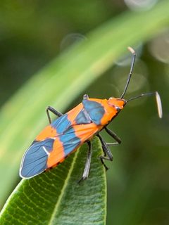 Oncopeltus aulicus 54680670 by Sandra H Statner. Used under a CC BY 4.0 license.