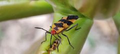 Oncopeltus cingulifer by LUFJARD. Used under a CC BY 4.0 license.