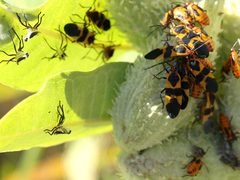 Asclepias syriaca-Oncopeltus fasciatus-pod by Peterwchen. Used under a CC BY-SA 4.0 license.