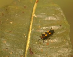 Oncopeltus fasciatus 2zz by Photo by David J. Stang. Used under a CC BY-SA 4.0 license.