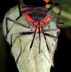 Oncopeltus fasciatus 3937 by Davefoc. Used under a CC BY-SA 4.0 license.