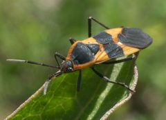 Oncopeltus fasciatus P1070238a by 
xpda. Used under a CC BY-SA 4.0 license.