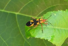 Oncopeltus guttaloides adult by Francisco Farriols Sarabia. Used under a CC BY 4.0 license.