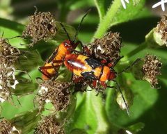 Oncopeltus guttaloides nymphs by Francisco Farriols Sarabia. Used under a CC BY 4.0 license.