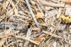 Six-spotted milkweed bug by cricketsblog. Used under a CC BY 2.0 license.
