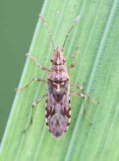 2019 10 24 Belonochilus numenius1 by Slimguy. Used under a CC BY 4.0 license.