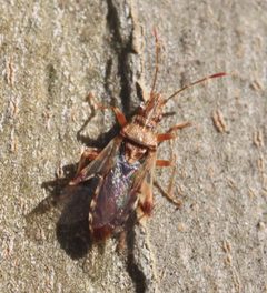 2020 01 16 Belonochilus numenius by Slimguy. Used under a CC BY 4.0 license.