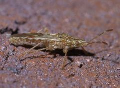 Belonochilus numenius P1590762a by 
xpda. Used under a CC BY-SA 4.0 license.