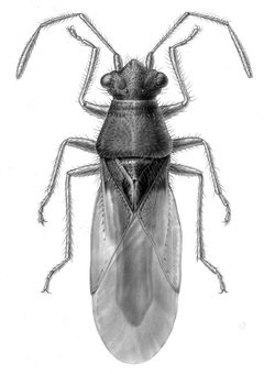 Cymoninus notabilis NMNH by Margaret E. Poor. Used under a CC0 license.