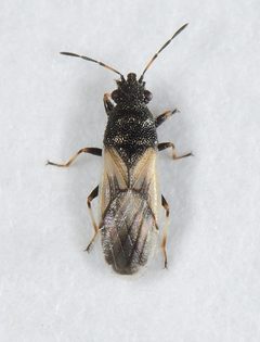 Metopoplax ditomoides by 



This image is created by user André den Ouden at Waarneming.nl, a source of nature observations in the Netherlands.
. Used under a CC BY 3.0 license.