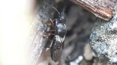 Microplax albofasciata 126435946 by Mehmet Akif Suna. Used under a CC BY 4.0 license.