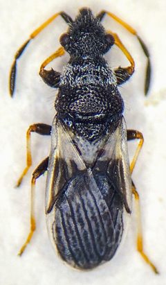 Microplax albofasciata dorsal view by Verylargepotato. Used under a CC BY-SA 4.0 license.
