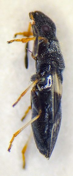 Microplax albofasciata side view by Verylargepotato. Used under a CC BY-SA 4.0 license.