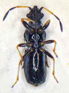 Microplax albofasciata ventral view by Verylargepotato. Used under a CC BY-SA 4.0 license.