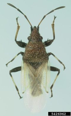 JBrambila O-hyalinipennis by Julieta Brambila. Used under a Public domain license.