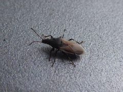 Oxycarenus hyalinipennis 01 by Syrio. Used under a CC BY-SA 4.0 license.