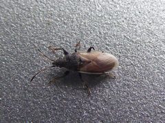 Oxycarenus hyalinipennis 02 by Syrio. Used under a CC BY-SA 4.0 license.