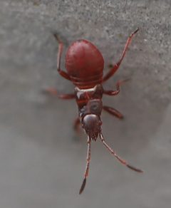 2020 10 06 Oxycarenus lavaterae Jungnymphe by Slimguy. Used under a CC BY 4.0 license.