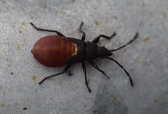2020 10 07 Oxycarenus lavaterae Nymphe by Slimguy. Used under a CC BY 4.0 license.