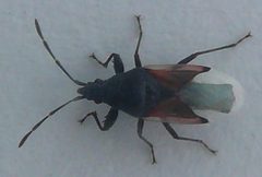 Oxycarenus lavaterae 1600181 by itu. Used under a CC BY-SA 4.0 license.