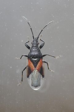 Oxycarenus lavaterae Bytom by Gower. Used under a CC BY-SA 4.0 license.