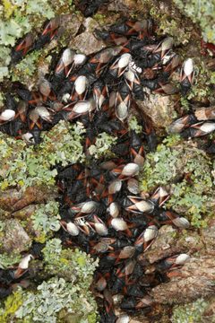 Oxycarenus lavaterae Lindenwanze 2 by Holger Krisp. Used under a CC BY 4.0 license.