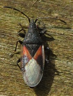 Oxycarenus lavaterae RF by Robert Flogaus-Faust. Used under a CC BY 4.0 license.