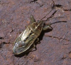 Oedancala dorsalis P1450711a by 
xpda. Used under a CC BY-SA 4.0 license.