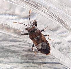 Phlegyas abbreviatus WL by Will Linnard. Used under a CC BY 4.0 license.