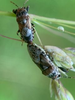 Phlegyas abbreviatus tandem 1 HY by Healthy Yards. Used under a CC BY 4.0 license.