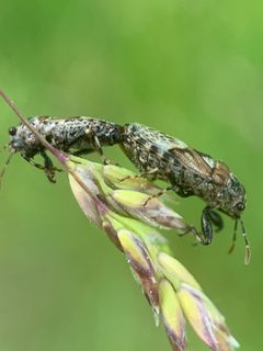 Phlegyas abbreviatus tandem 2 HY by Healthy Yards. Used under a CC BY 4.0 license.