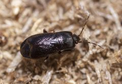 Plinthisus brevipennis JvL-NL by Jan van Leeuwen. Used under a CC BY-SA 4.0 license.