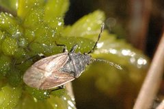 Drymus.brunneus by James K. Lindsey. Used under a CC BY-SA 3.0 license.