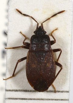 Drymus brunneus 02 by M. Virtala. Used under a Copyrighted free use license.