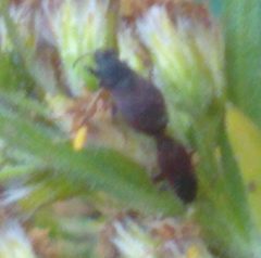 Mating Dryus unus by Feralcateater000. Used under a CC BY-SA 4.0 license.