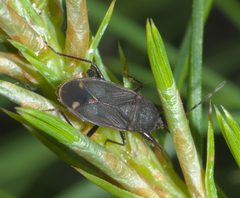 Eremocoris setosus - inat 56894555 by {{{name}}}. Used under a CC BY-SA 4.0 license.