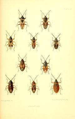 SaundersHemipteraHeteropteraBritishIslandsPlate10 by Edward Saunders. Used under a Public domain license.