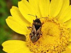 Trapezonotus arenarius by João Coelho. Used under a CC BY 2.0 license.