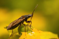Trapezonotus arenarius auf Wolfsmilch by Stephan Sprinz. Used under a CC BY-SA 4.0 license.