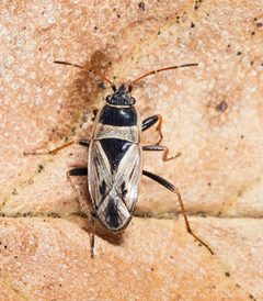 Xanthochilus quadratus MHNT Fronton France by 
Didier Descouens. Used under a CC BY-SA 4.0 license.