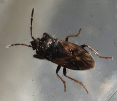 2019 04 18 Megalonotus sabulicola1 by Slimguy. Used under a CC BY 4.0 license.