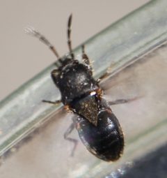 2019 04 18 Megalonotus sabulicola1b by Slimguy. Used under a CC BY 4.0 license.