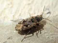 Sphragisticus nebulosus - inat 48034734 by {{{name}}}. Used under a CC BY 4.0 license.